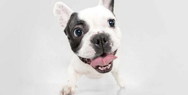 Comment utiliser le Canikur pour chien et pour chat